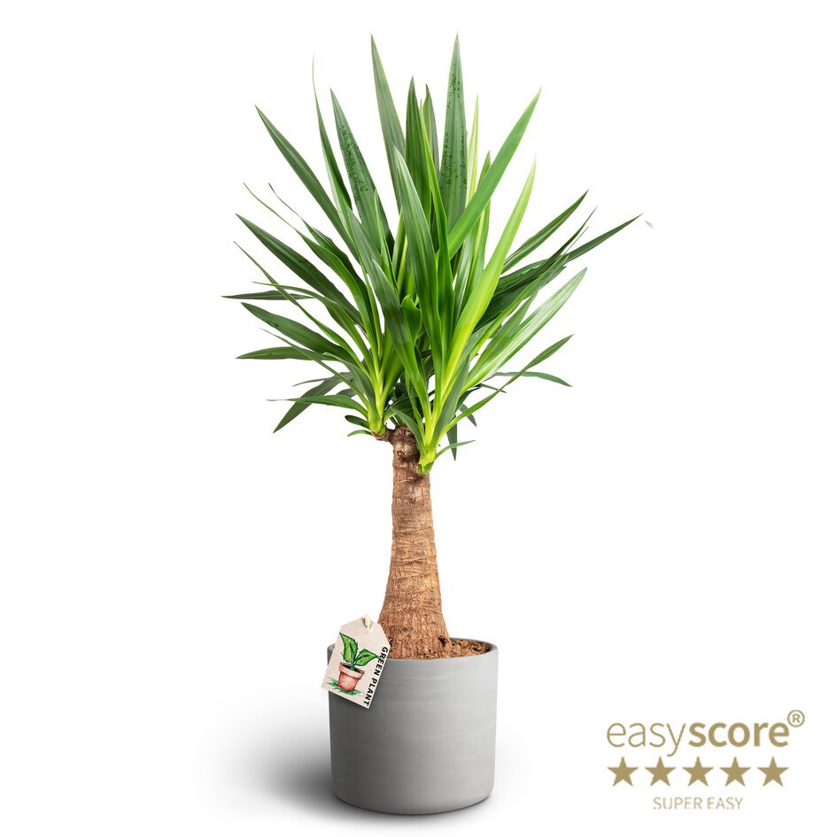 Raw Grey, Yucca gigantea, Bottle, D 26