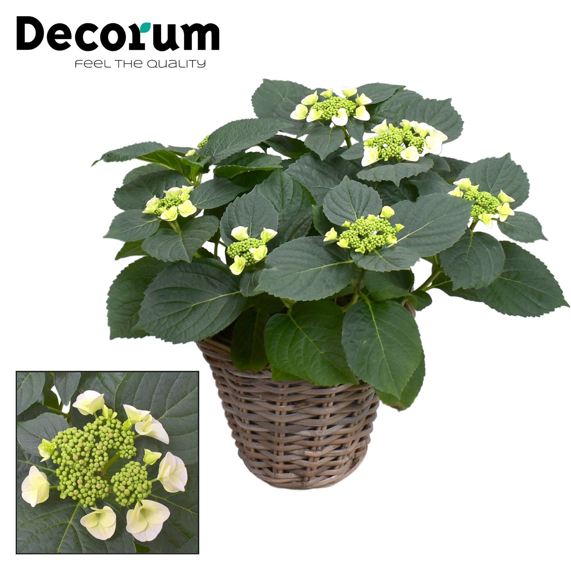 Hydrangea Teller Benxi (White) 7-12 kop in mand (Decorum), D 23