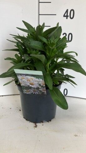 457 DVDS : POT 19 LEUCANTHEMUM MADONNA-SNOW LADY-LA SPIDER- LA CREME, D 19