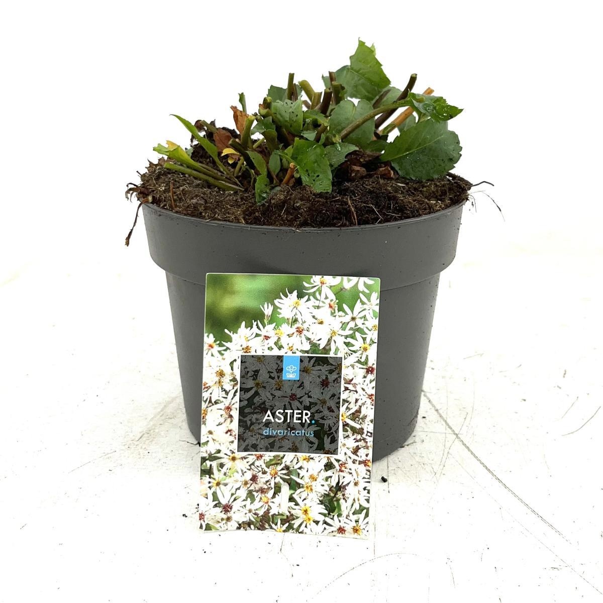 Aster divaricatus, D 17