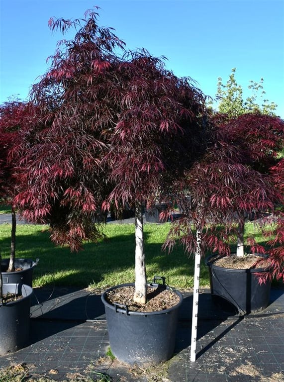 Acer pal. 'Inaba-shidare', D 65