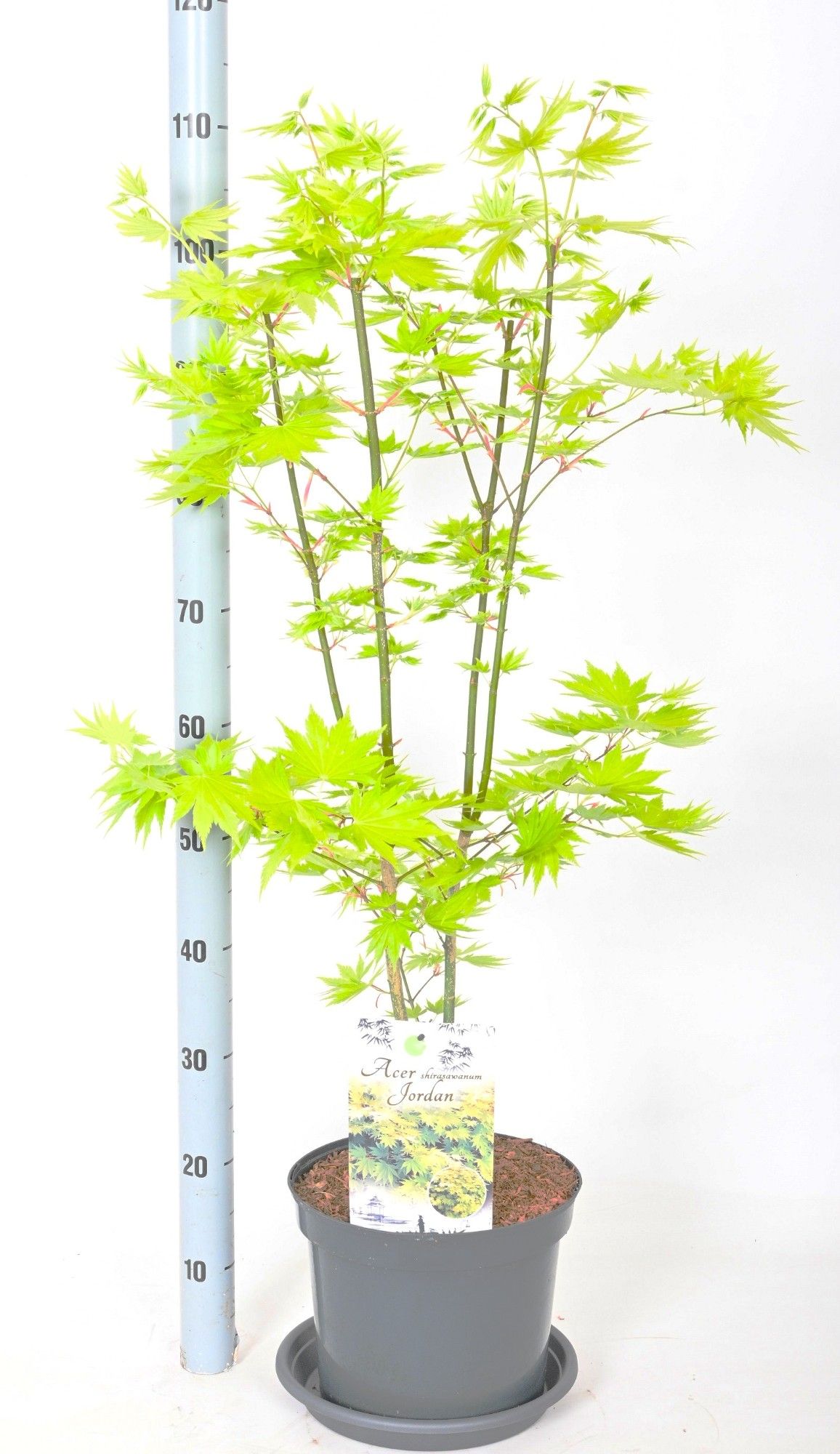 Acer shi. jordan, D 26