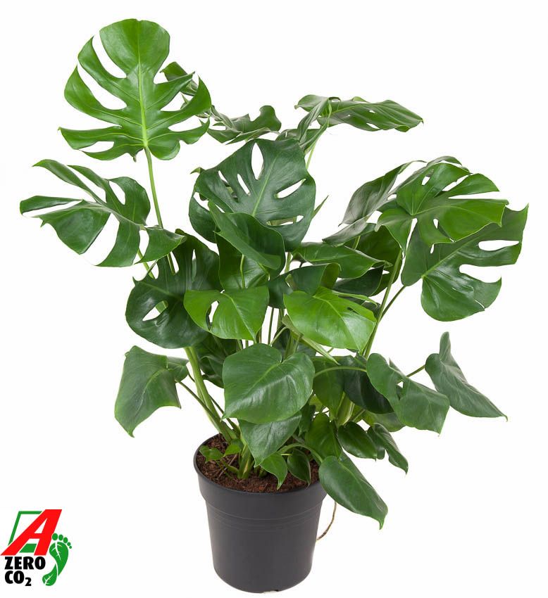 Monstera Deliciosa struik P30, D 30