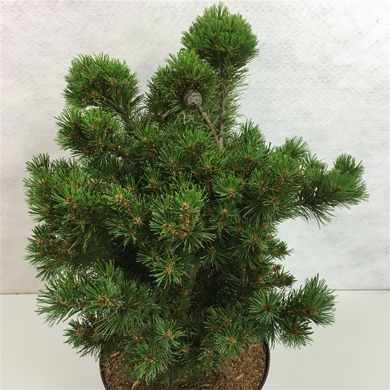 Pinus parviflora 'Betsie', D 26 cm Pinus parviflora 'Betsie', D 26 cm