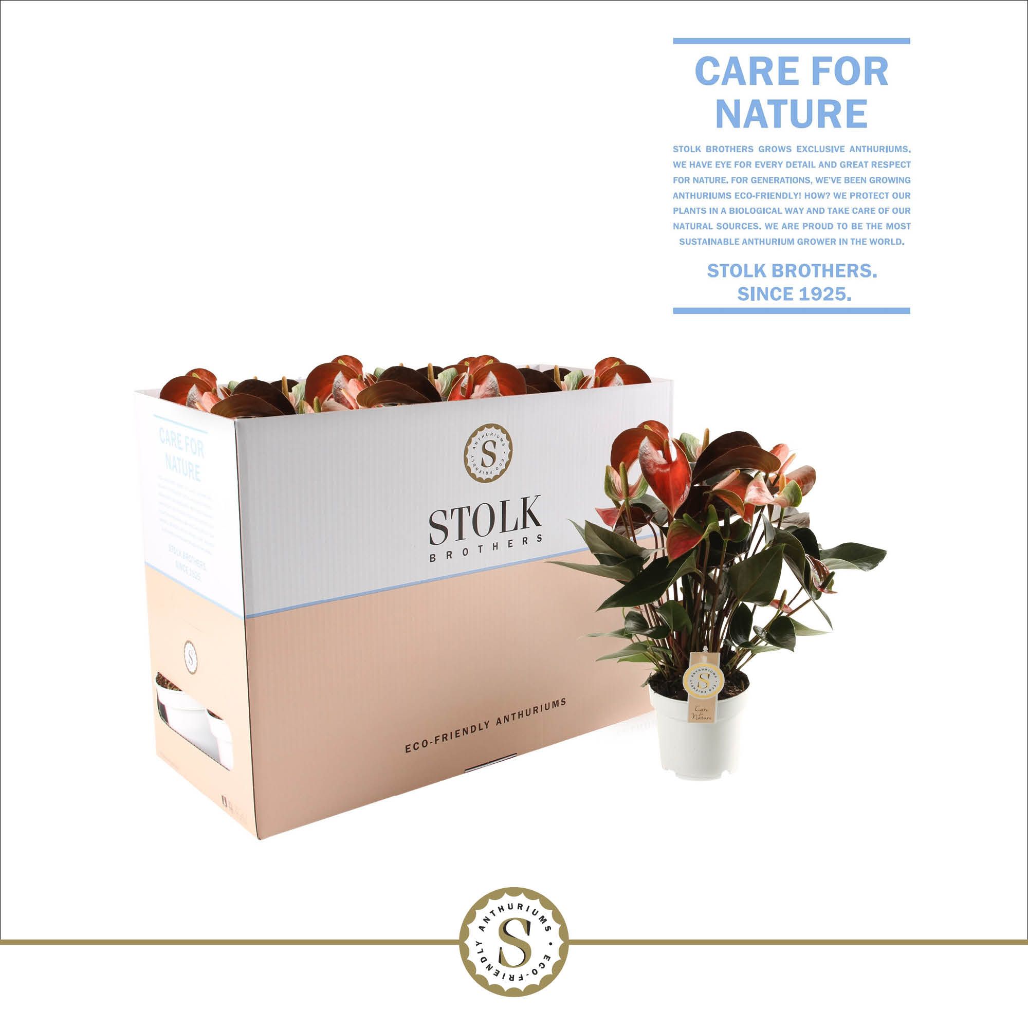 Rainbow Champion 14cm in Ecobox, D 14 cm