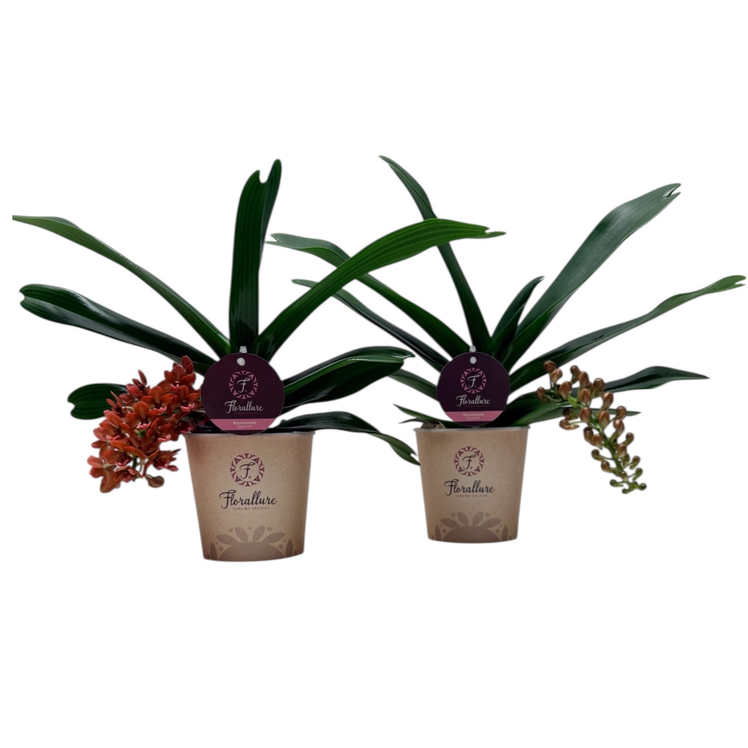 Rhynchostylis Gigantea 1 tak Oranje, D 12
