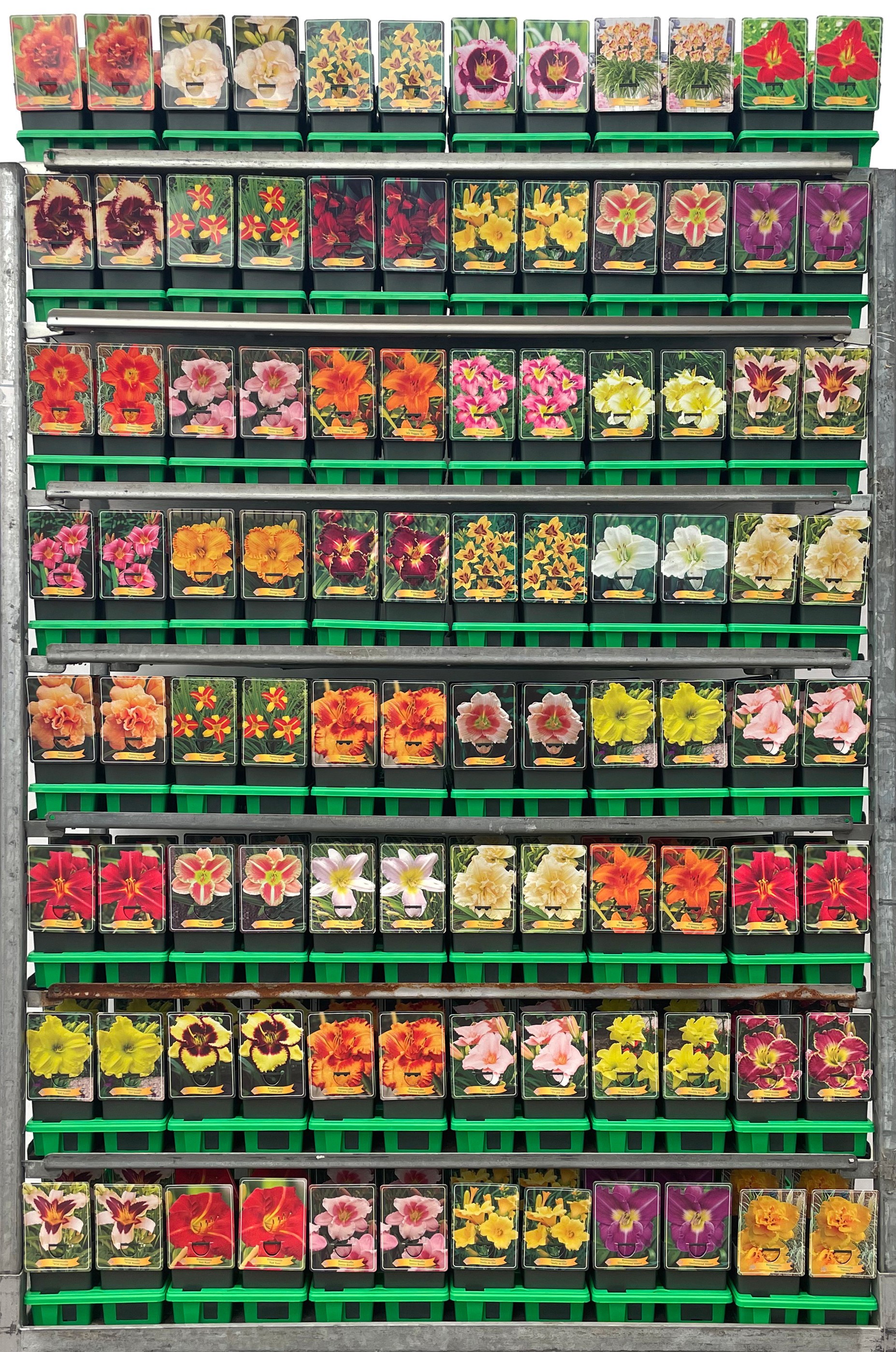 Hemerocallis Mix CC P11, D 11