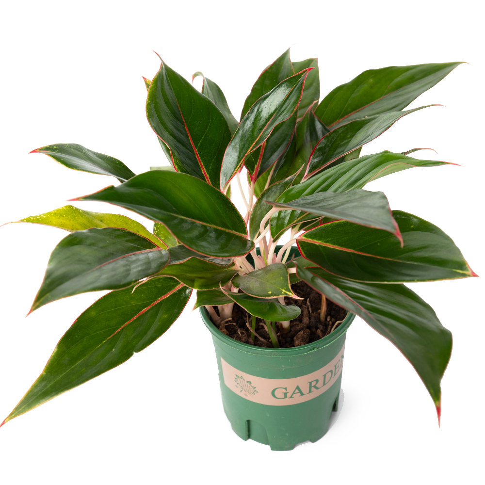 Аглаонема блэк липстик 14 40 (предзаказ)