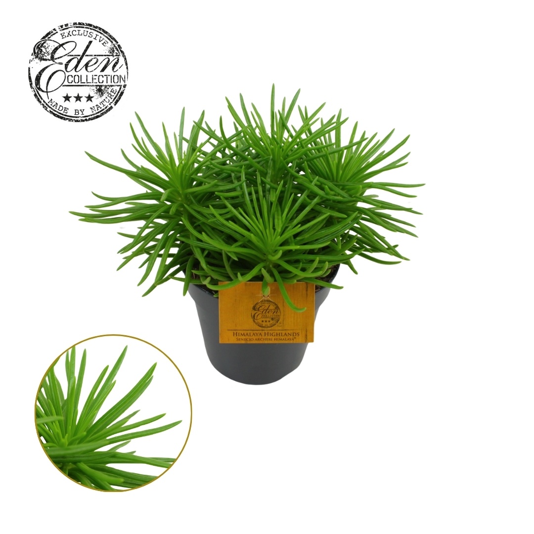 Senecio Himalaya 12cm, D 12 cm