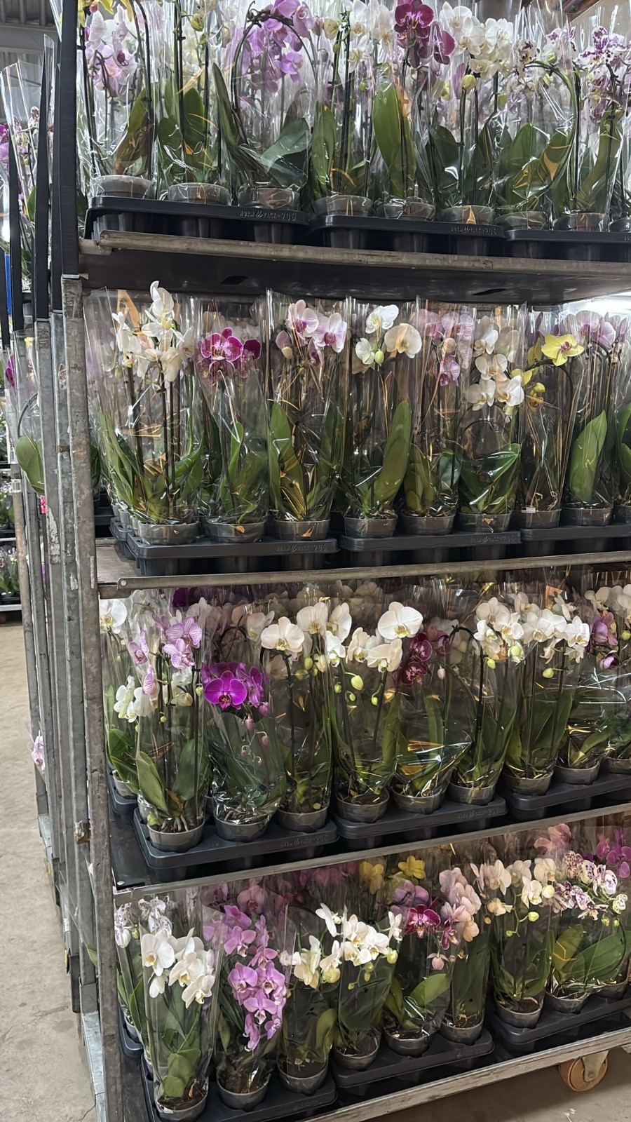 Phalaenopsis overig Vormen mix A2, D 12 cm