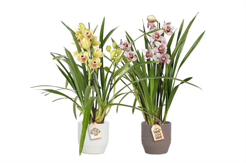 Tirza p12 scores mix Cymbidium mix 2T10+, D 12