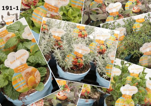 Kruiden 12cm op soort tray 6 soorten per laag, D 12