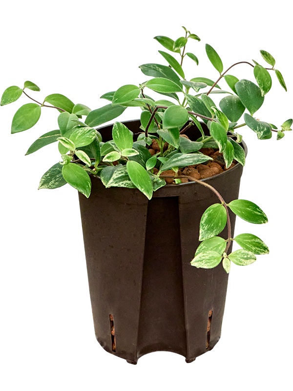 Aeschynanthus lobbianus, D 15