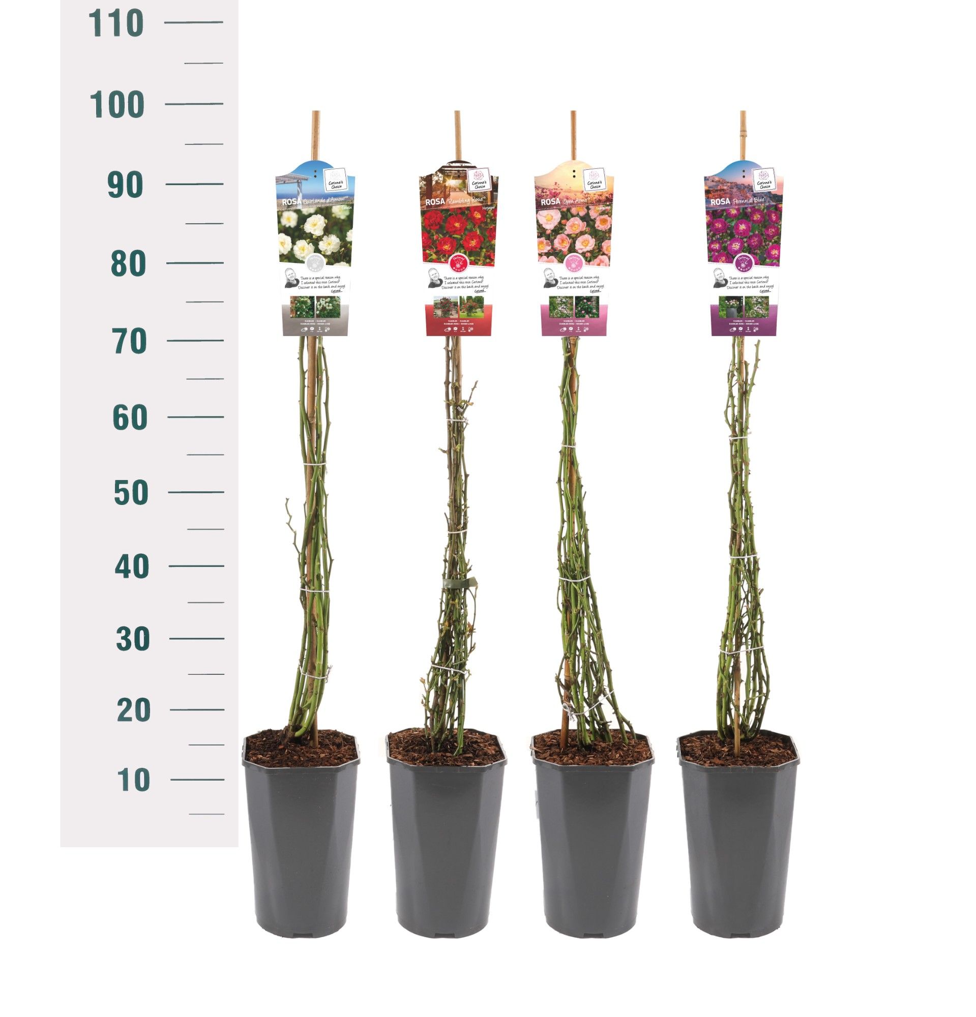 Rosa 'Mix' - Klim - C3rp - Rambler, D 19