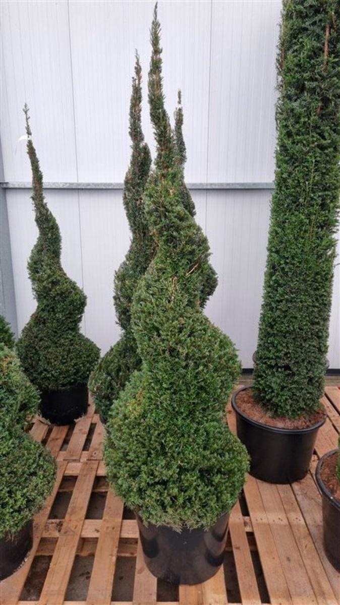 Taxus baccata, spiraal, D 55