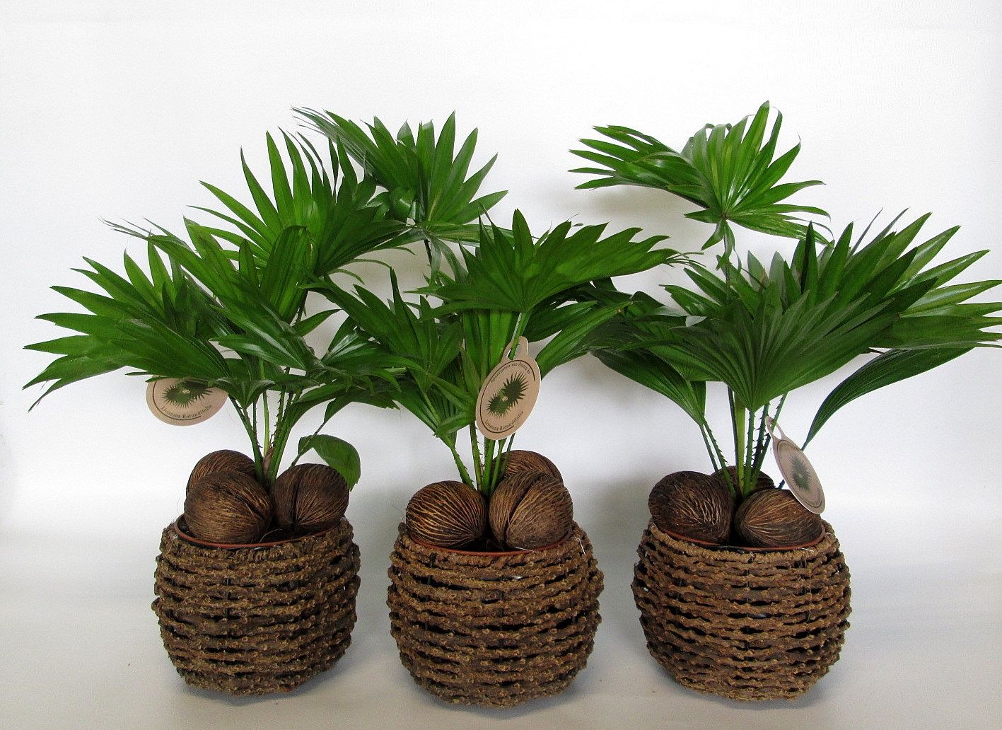 Livistona in gevlochten caryota pot, D 19