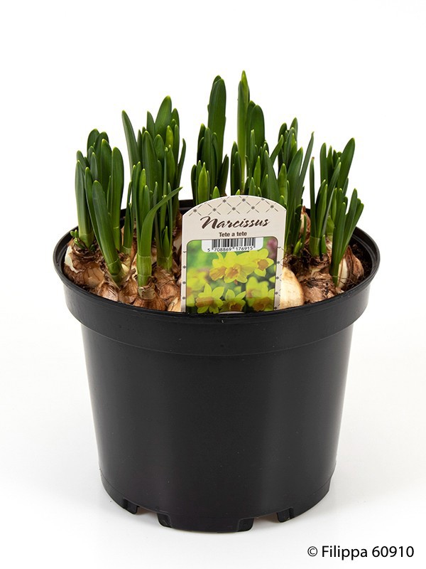 NARCISSUS CYCLAMINEUS 'TETE-A-TETE', D 21