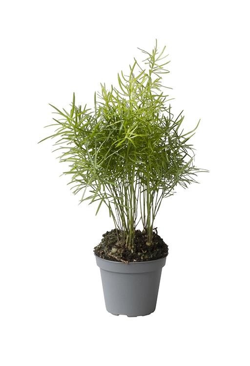 ASPARAGUS DENSIFLORUS 'SPRENGERI', D 6