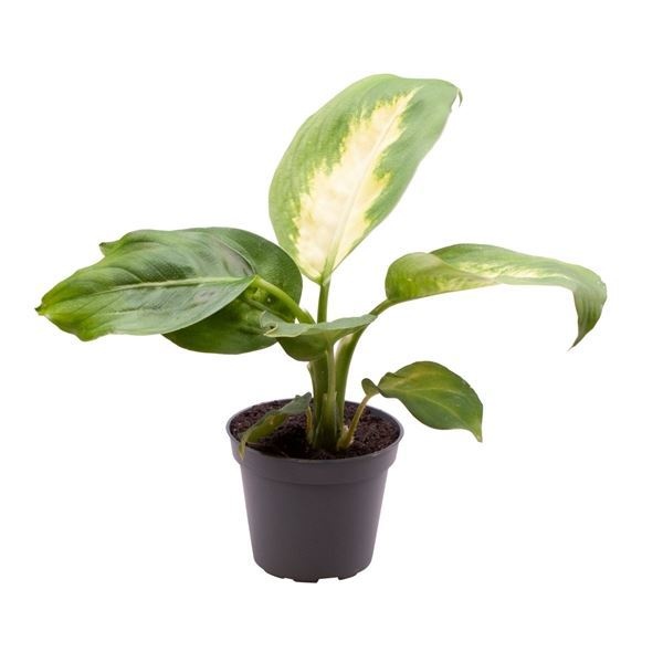 Dieffenbachia Maculata Camilla, D 6 cm