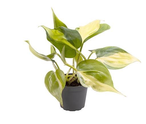 PHILODENDRON SCANDENS 'BRAZIL', D 6