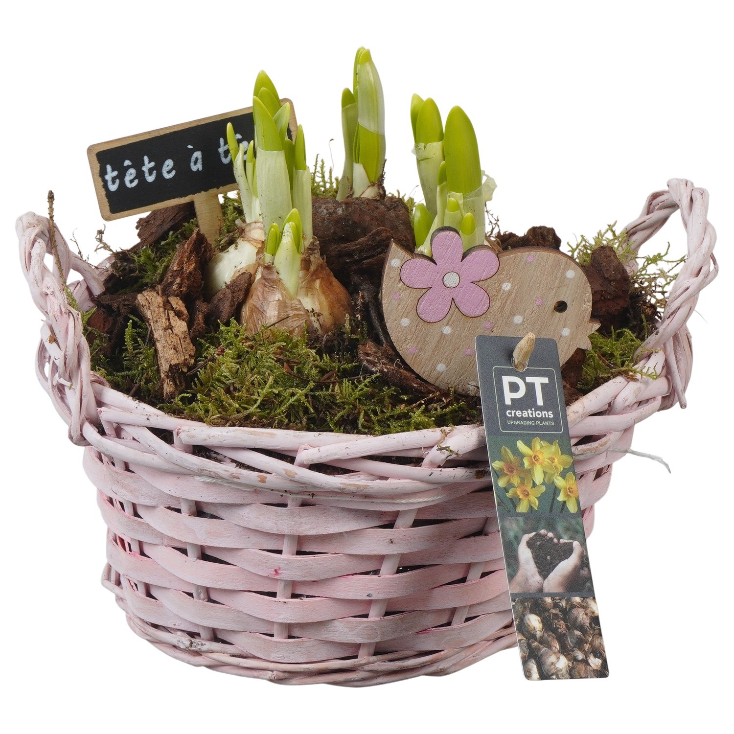 PTN8652 Arrangement Narcissus in rieten mand, D 20