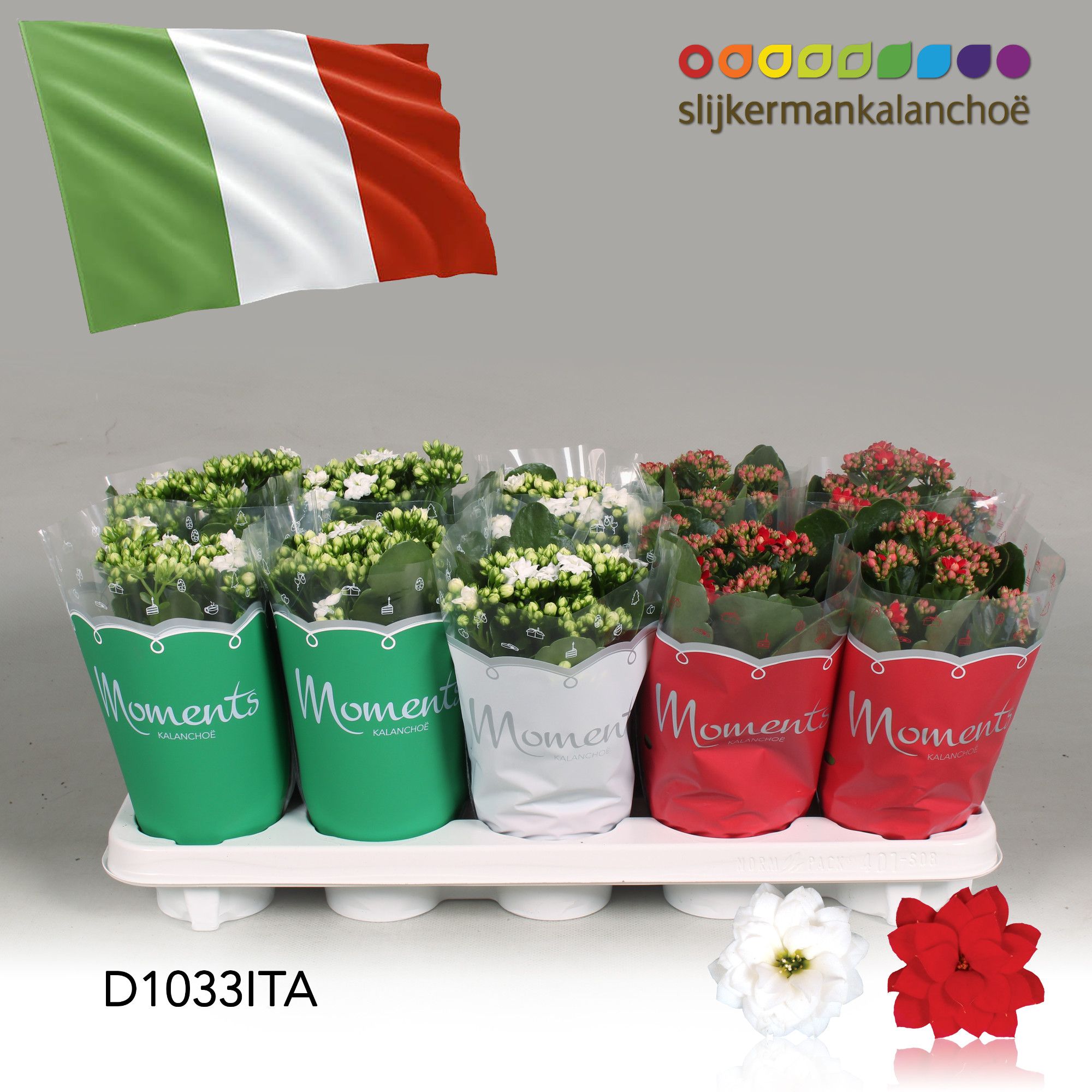 Kalanchoe Moments - Italia flag, D 10,5