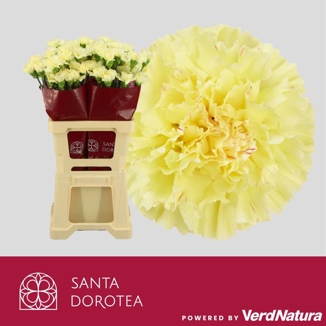 Диантус од. Гермес, шт.