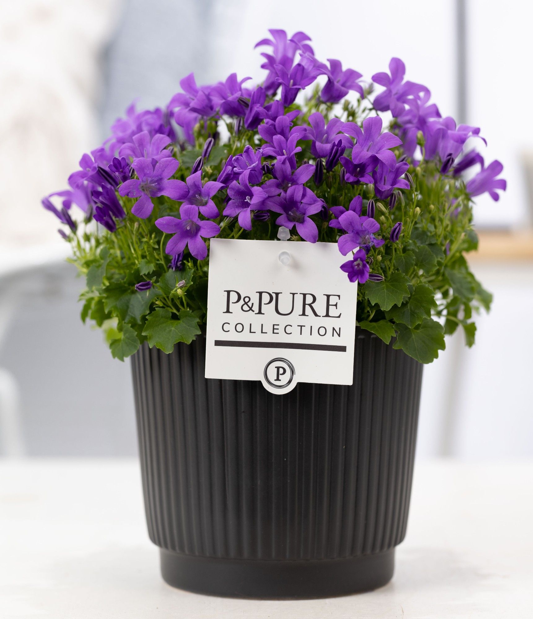 Campanula Porto LL Pure Liv, D 14