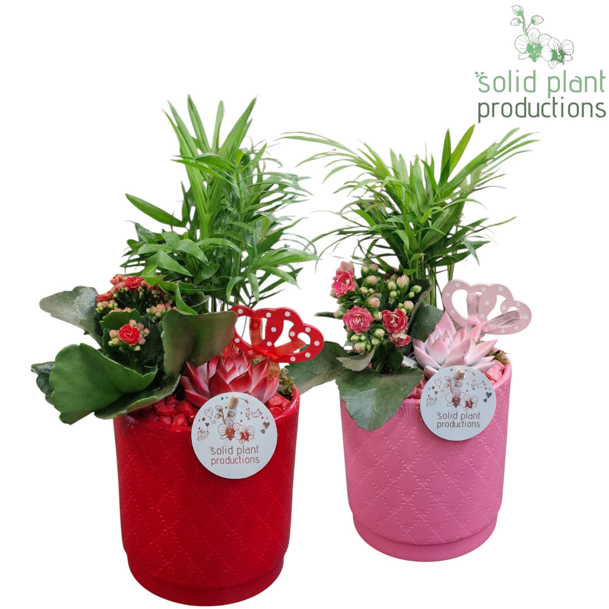 CE001 Amy Mix R/P, D 13