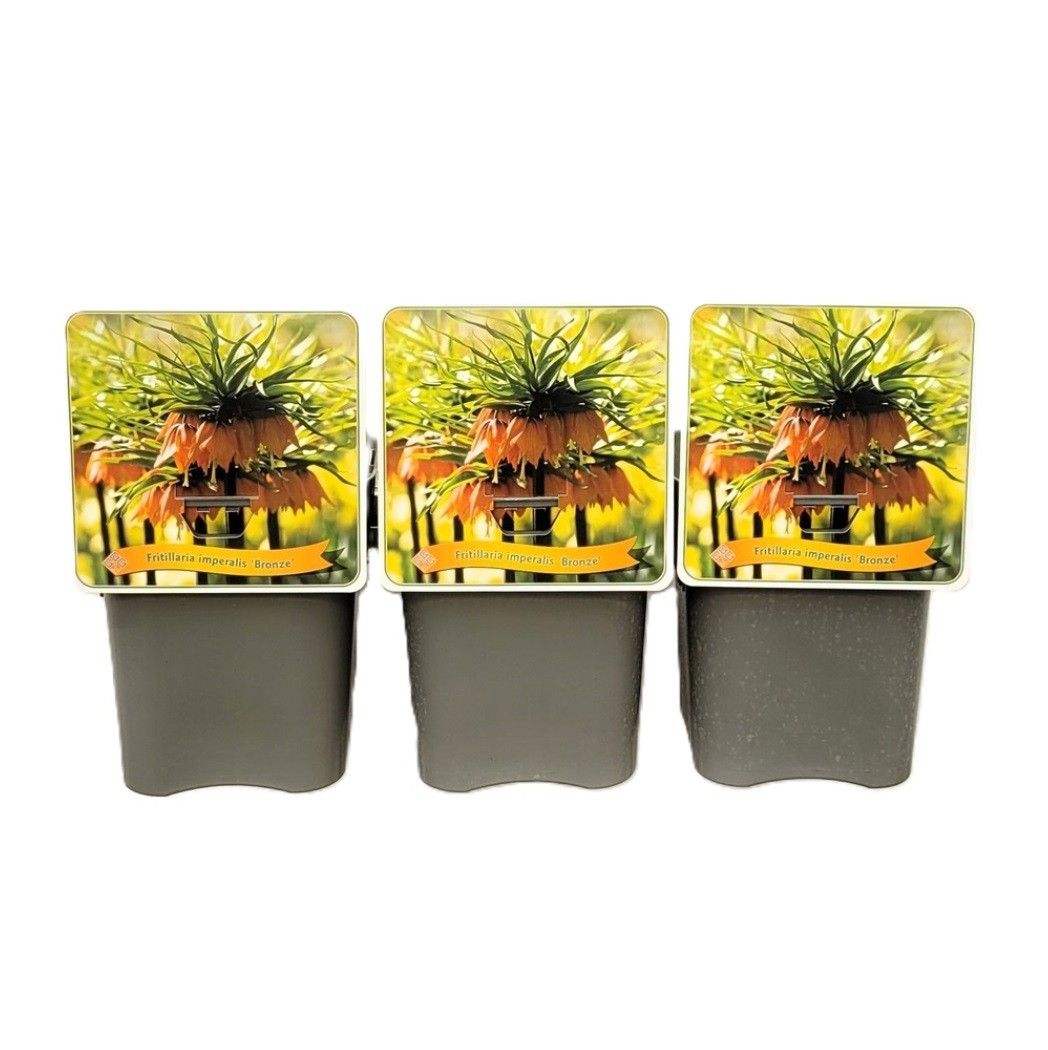 Fritillaria imperalis 'Bronze' C5, D 21