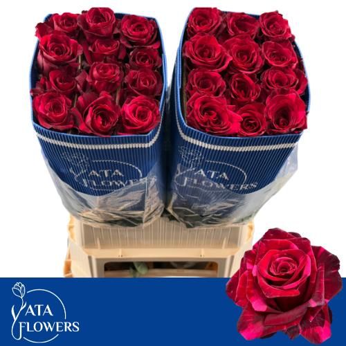 Роза од. Рэд Пантер 70, шт.