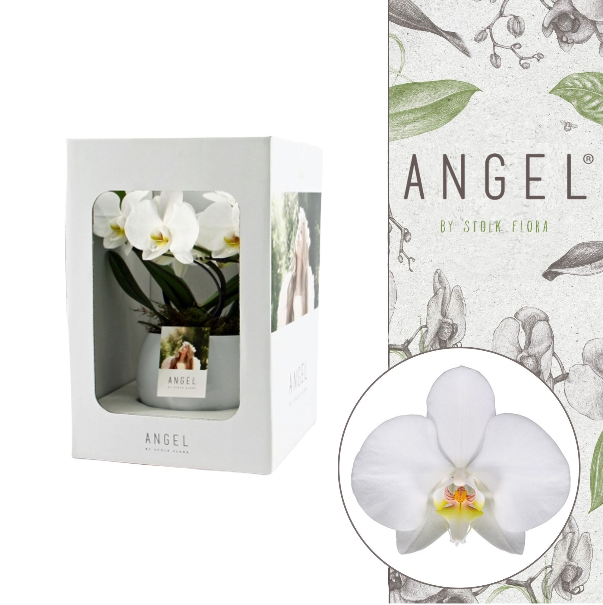 Angel | Showbox White in Lisa white pot | Phalaenopsis 2 spike, D 12