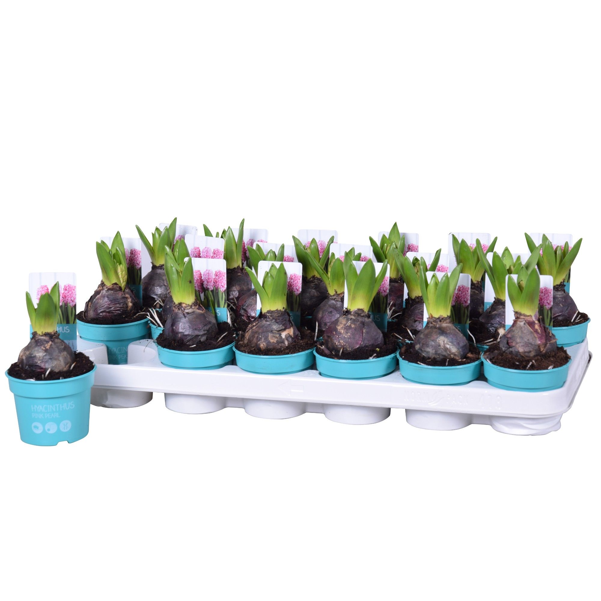 Hyacinthus Pink Pearl 'Diamond Collection' 9cm, D 9