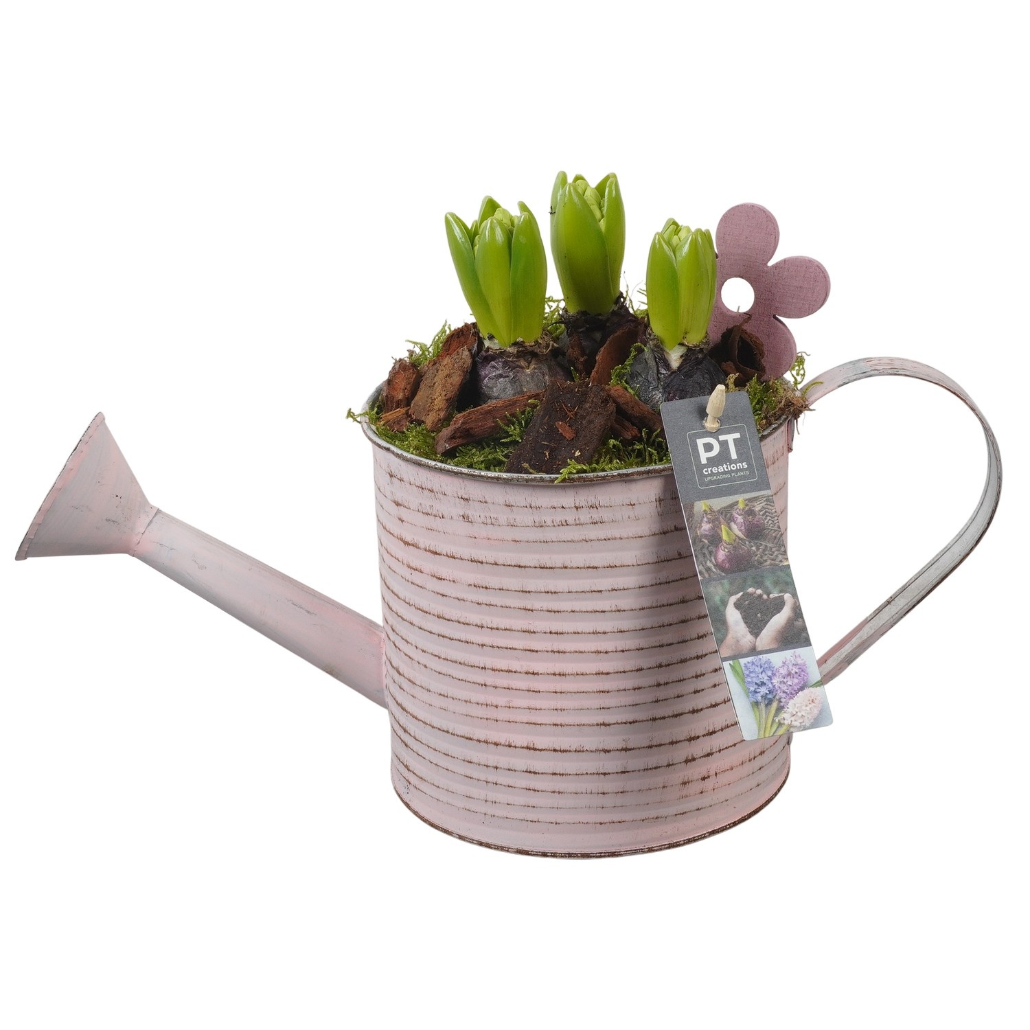 PTHC9118 Arrangement Hyacints in zink gieter, D 16