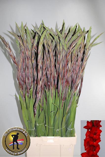 Гладиолус Бунга 100, шт.