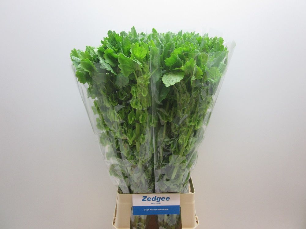 Молюцелла Овериг за стебель 80 (зел.), шт.