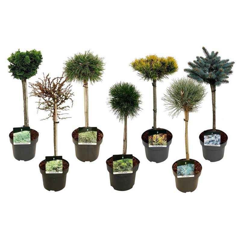 Mixlaag veredelde coniferen exclusief, D 23