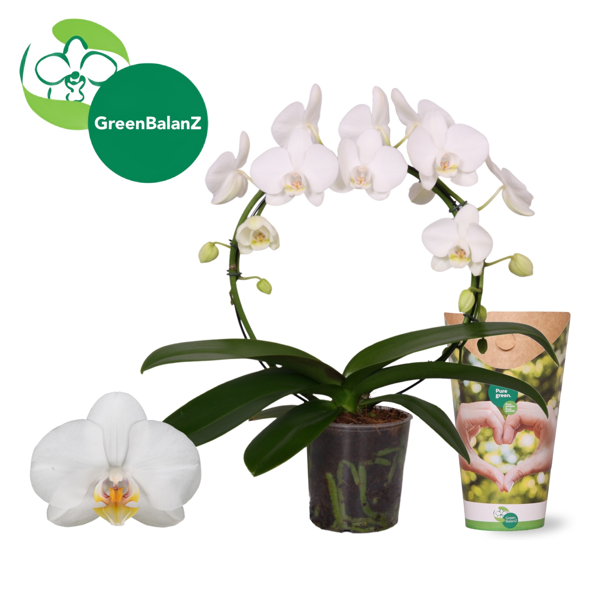 ShapeZ - CircleZ Wit 2 tak 14+/50 in Potcover, D 12