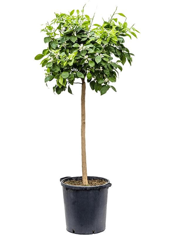 Citrus sinensis 'Orange', D 38