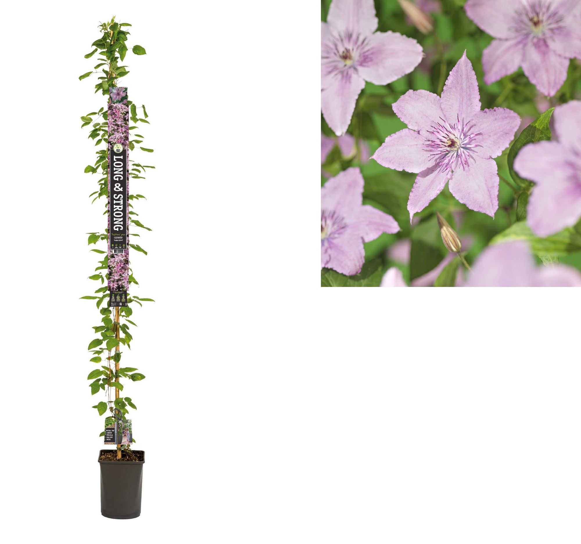 Clematis 'Hagley Hybrid' +Long & strong label, D 23