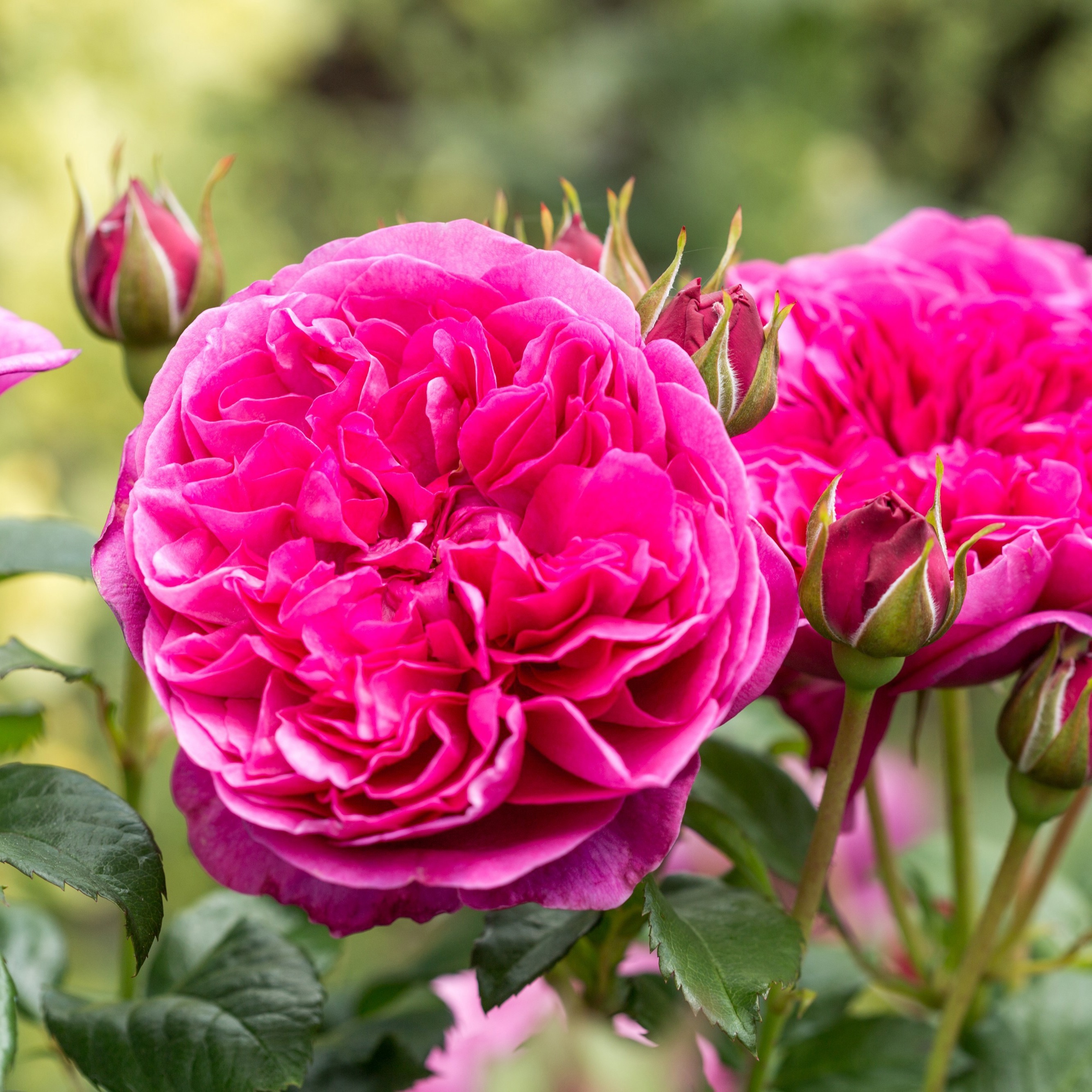 Rosa (Aus) James L. Austin ®, C5, D 23