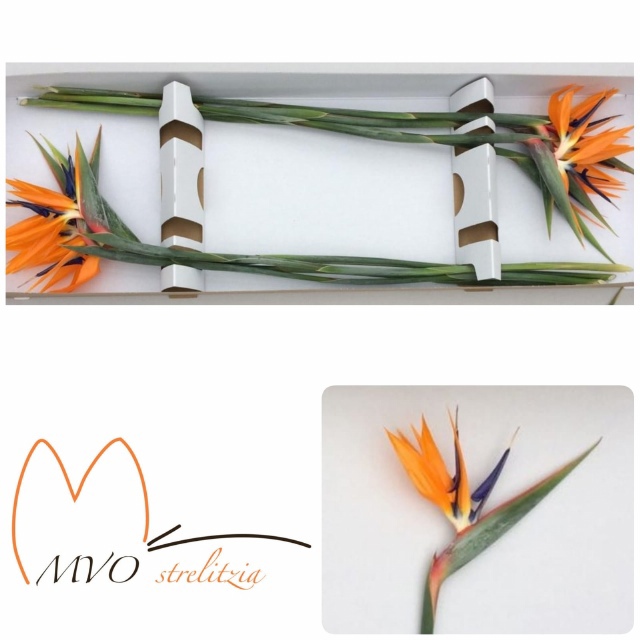 Стрелиция Регина Оранж (оранж.) x6, шт.