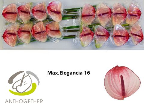 Антуриум Максима Элеганс x16, шт.