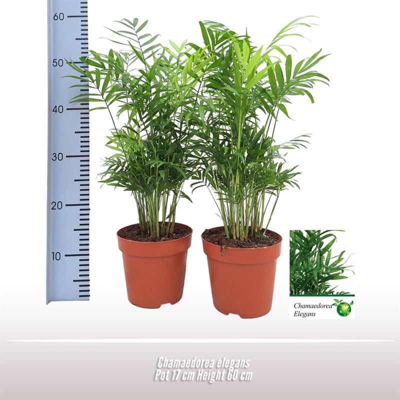 Chamaedorea elegans, D 17