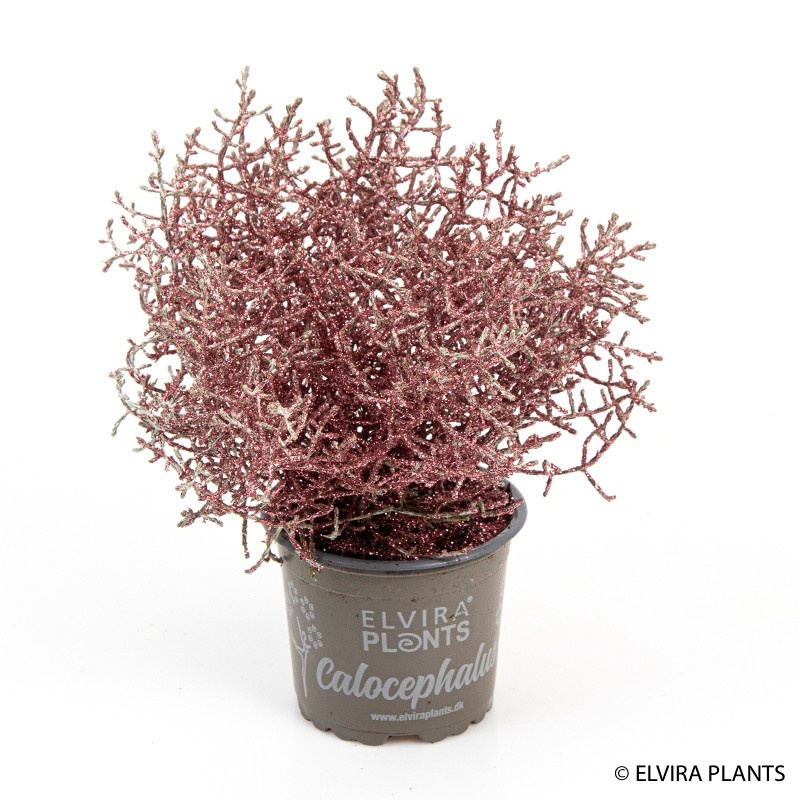 CALOCEPHALUS BROWNII COPPER, D 11 cm