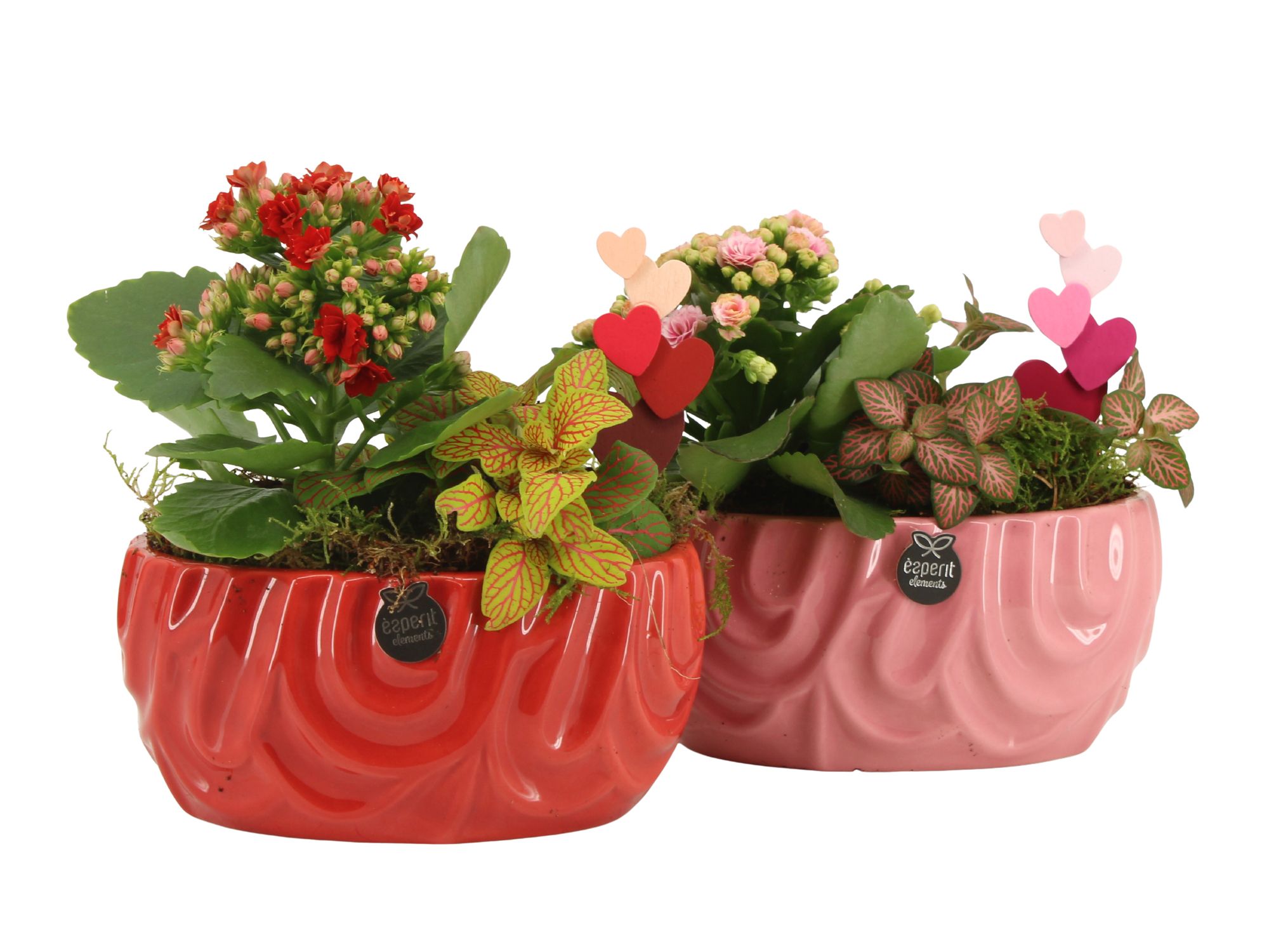 21810: Lovess arrangement, D 17