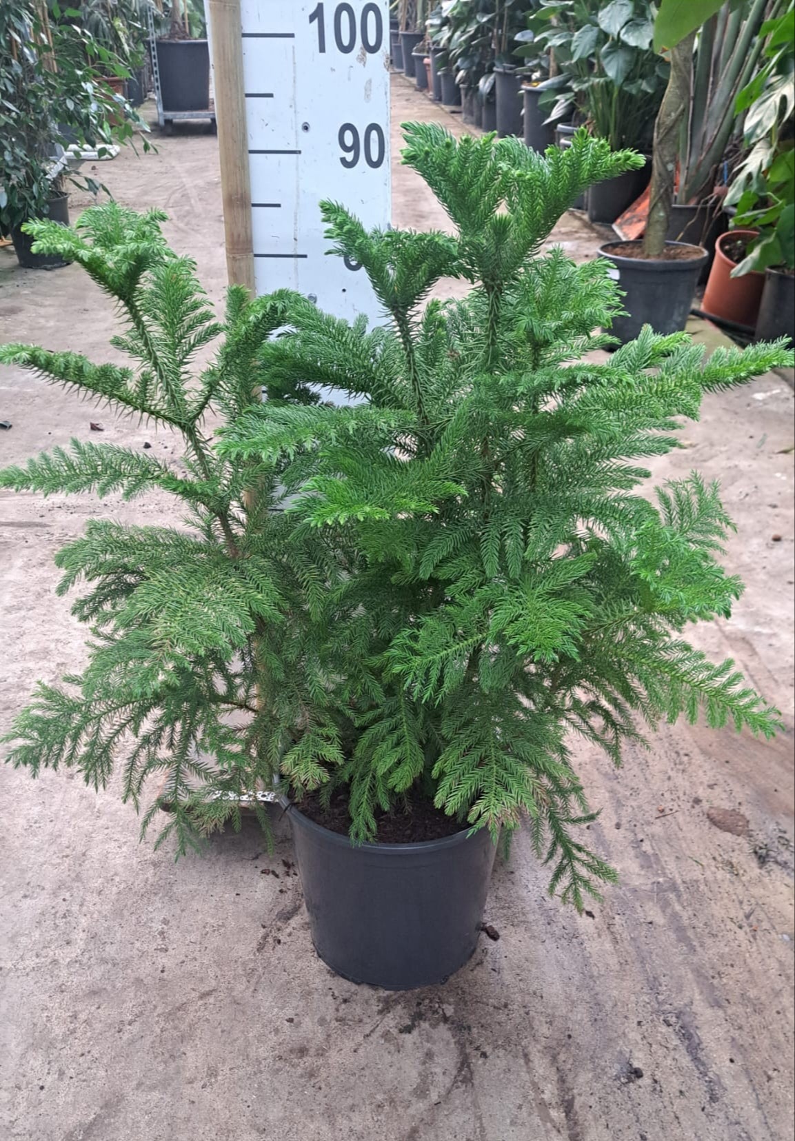 Araucaria toef 90, D 30