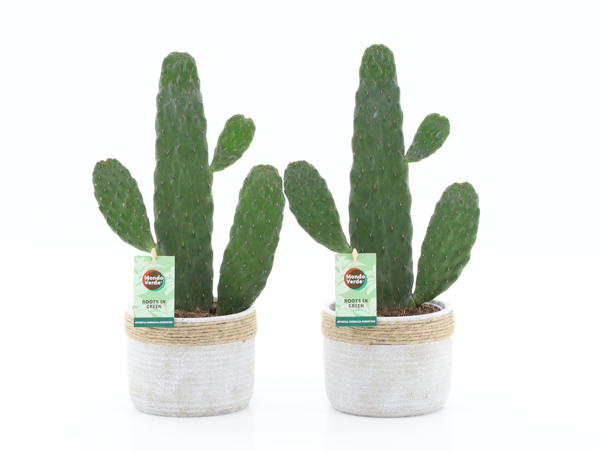 Opuntia rubescens Consolea in Sturdy, D 13