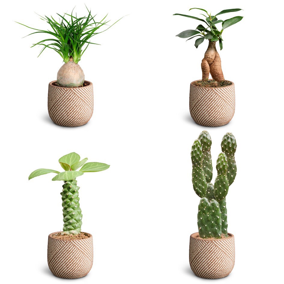 GREEN PLANTS MIX 30685542 Grove, D 7 cm