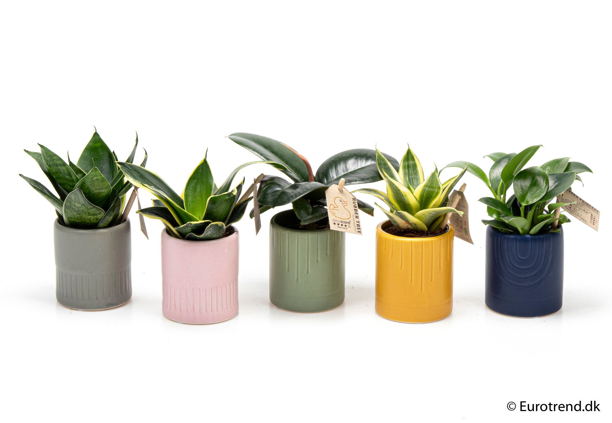 Sansevieria Hahnii, Ficus elastica & Philodendron mix in ceramic - New Look 2025, D 6